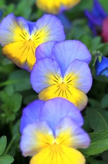 Tender blue pansies in the spring garden