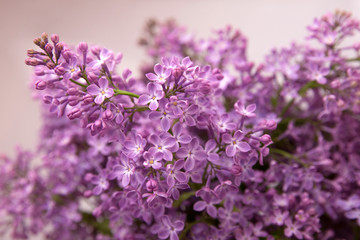 A branch of blossoming lilac (syringa) flowers. Lilac background. Lilac closeup.	
