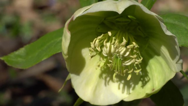 Close-up of a spring green flower primrose Helleborus caucasicus with stamens in a forest in the foothills of the North Caucasus