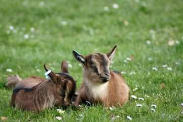 Niedliche Ziegenbaby Capra aegagrus hircus im Frühling