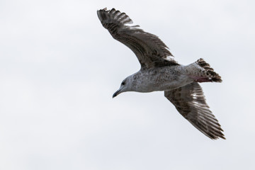 Free flying seagull on the beach