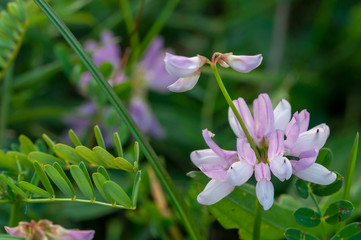 Close-up on a purple crown vetch flower. Shallow depth of field.