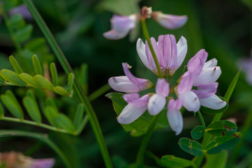 Close-up on a purple crown vetch flower. Shallow depth of field.