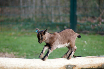 Niedliche Ziegenbaby Capra aegagrus hircus im Frühling