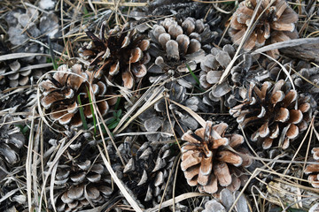 Zapfen der Kiefer, winterliche Farben, Biomasse für Unterzünden und Feuer machen
