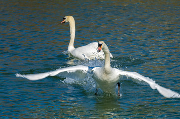 Swans swimming along the shores of the upper Zurch Lake (Obersee), Rapperswil, Sankt Gallen, Switzerland