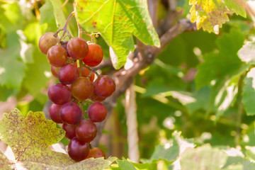 Brush not ripe grapes on a branch of grapes.