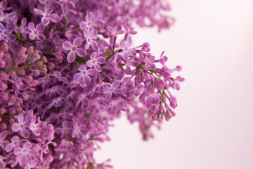 A branch of blossoming lilac (syringa) flowers. Lilac background. Lilac closeup.	