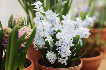 spring flowers in pots in the store
