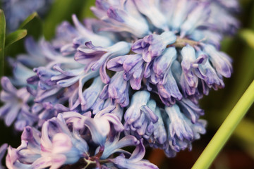 Hyacinth flower  in the store