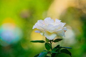 Obraz premium Beige or cream color rose flower on a rosebush in the garden on a sunny summer day. Floral décor or background for your project.