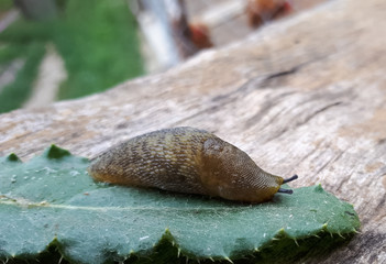 Slug on a piece of grass. clam without slug shell.
