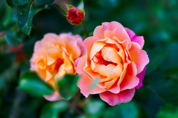 A bunch of pink rose flowers on a rosebush in the garden. The fragrant beauty of the summer season. Floral décor or background for your project.