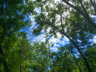 Obraz premium trees and blue sky