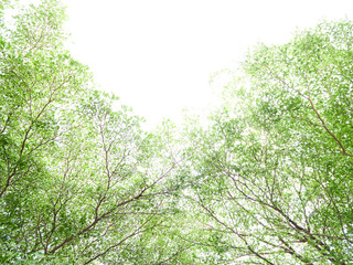green leaves background in a daylight