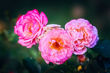 A bunch of pink rose flowers on a rosebush in the garden. The fragrant beauty of the summer season. Floral décor or background for your project.