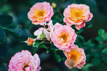 Obraz premium A bunch of pink rose flowers on a rosebush in the garden. The fragrant beauty of the summer season. Floral décor or background for your project.