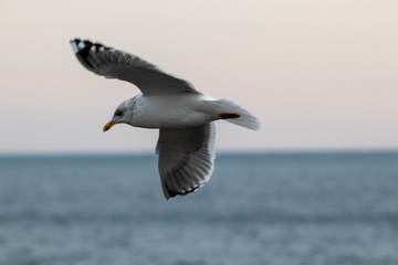 Free flying seagull on the beach