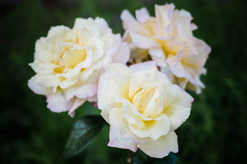 Three beautiful white and yellow rose flowers on a rosebush. Dark green background. Floral décor or background for your project.