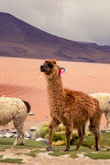 bolivian lamas