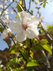 apple tree blossom