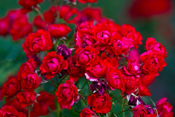 Clusters of red rose flowers on a rose bush in the garden. The beauty of the summer season. Floral background or décor for your project.