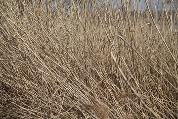 Dry reed grass lake nature