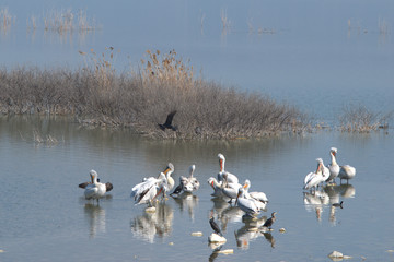 Lake Karla , Greece , wild flora and fauna, in a protected ecological environment