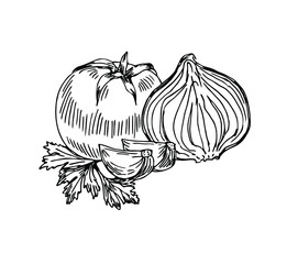 Tomato, onion, garlic, persley. Ingredients in line art style.