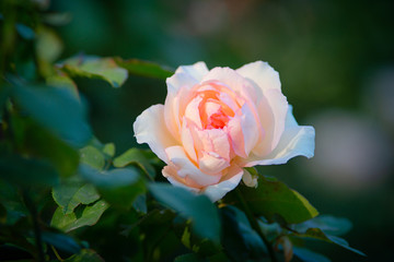 Pink rose flower on a rosebush in the garden. The beauty of the summer season. Floral d&eacute;cor or background for your project.