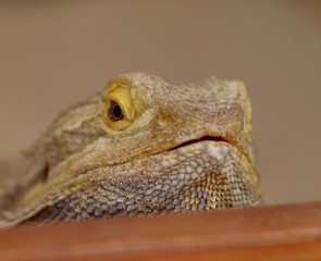 Leguan