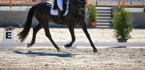 Dressage horse in close-up in a dressage test at the entrance to the trot..
