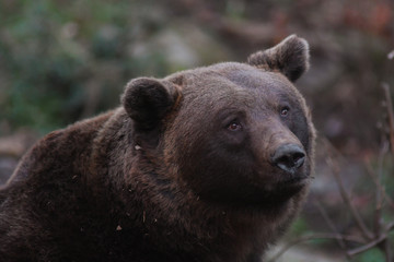 Orso bruno delle Alpi (Ursus arctos),ritratto