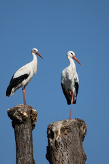 Storks building their nest in late winter, Rapperswil-Jona, Sankt Gallen, Switzerland