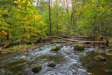 landscape with forest and a river in front. beautiful scenery, selective focus, long exposure