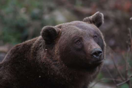 Orso bruno delle Alpi (Ursus arctos),ritratto