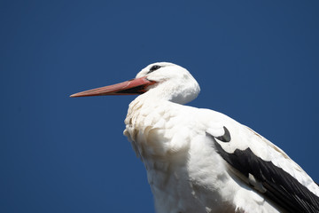 Storks building their nest in late winter, Rapperswil-Jona, Sankt Gallen, Switzerland