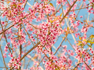 Sakura is beautiful, grows well in cool places