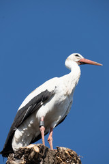 Storks building their nest in late winter, Rapperswil-Jona, Sankt Gallen, Switzerland