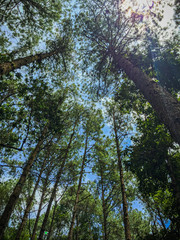 Fototapeta premium tree in the sky