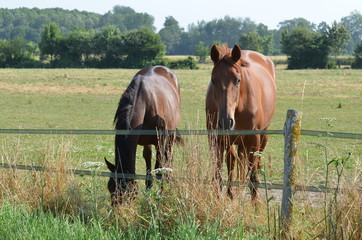 Chevaux dans un herbage (Calvados - Normandie)