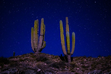dos cactus en la playa de noche 