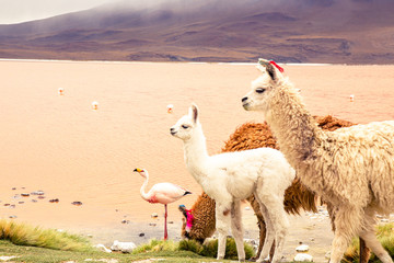 family llamas with flamingos