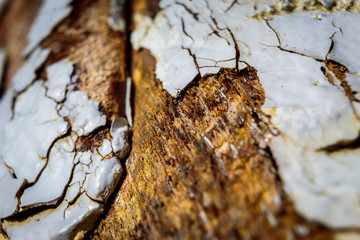 Macro shot of rotten wood and peeling paint