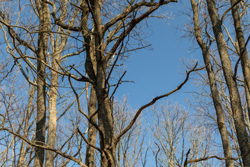 Spring bare trees forest blue sky, branches view