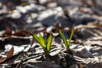 Blue snowdrops bud spring flowers nature macro