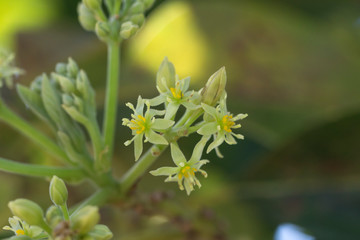 Avocado bloom 