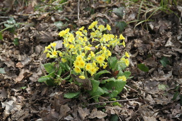 Yellow spring primerose cukoo flowers in the dry leaves