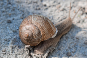 Snail in garden