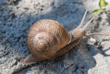 Snail house